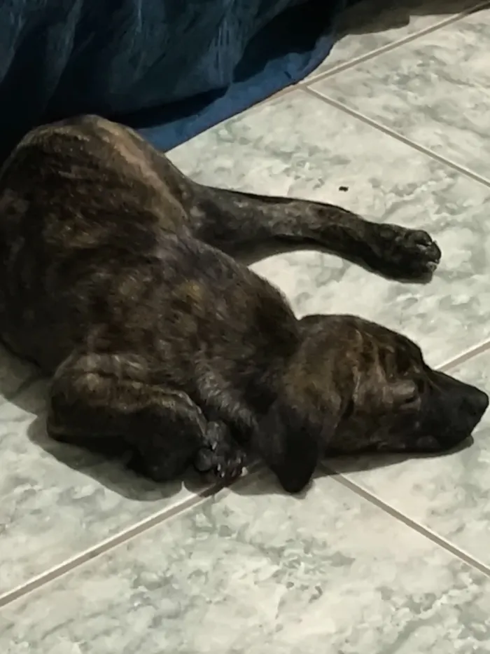 Cachorro raça SRD-ViraLata idade 2 a 6 meses nome Farinha/Filó