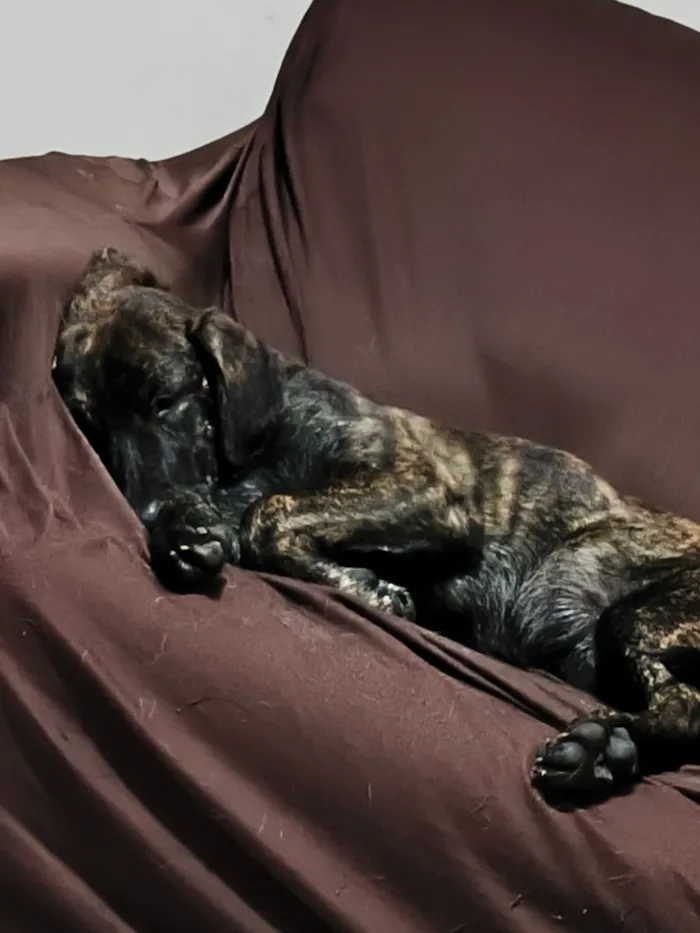 Cachorro raça SRD-ViraLata idade 2 a 6 meses nome Farinha/Filó