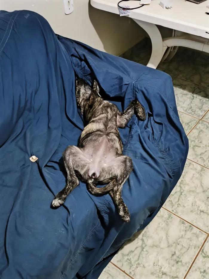 Cachorro raça SRD-ViraLata idade 2 a 6 meses nome Farinha/Filó