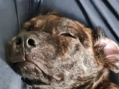 Cachorro raça SRD-ViraLata idade 2 a 6 meses nome Farinha/Filó