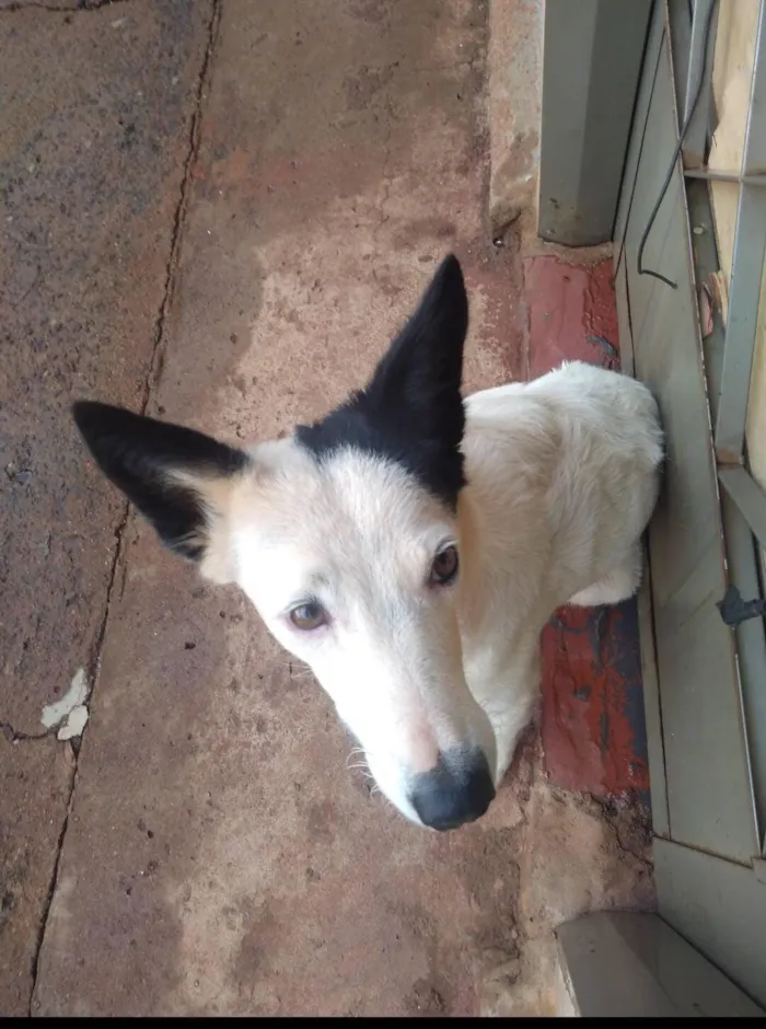 Cachorro raça Pastor Alemão idade 3 anos nome Belinha 