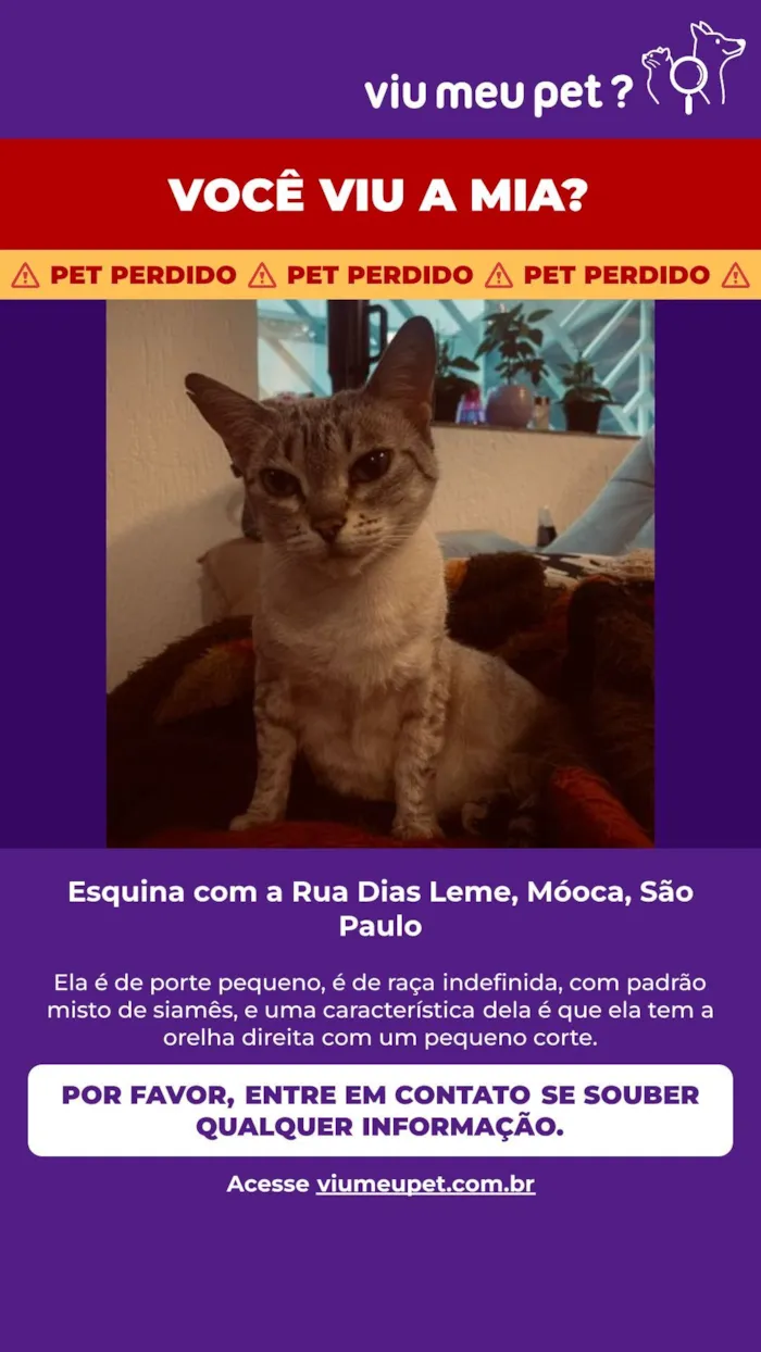 Gato raça Siamês idade 6 ou mais anos nome Mia