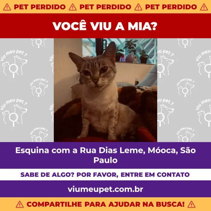 Gato raça Siamês idade 6 ou mais anos nome Mia