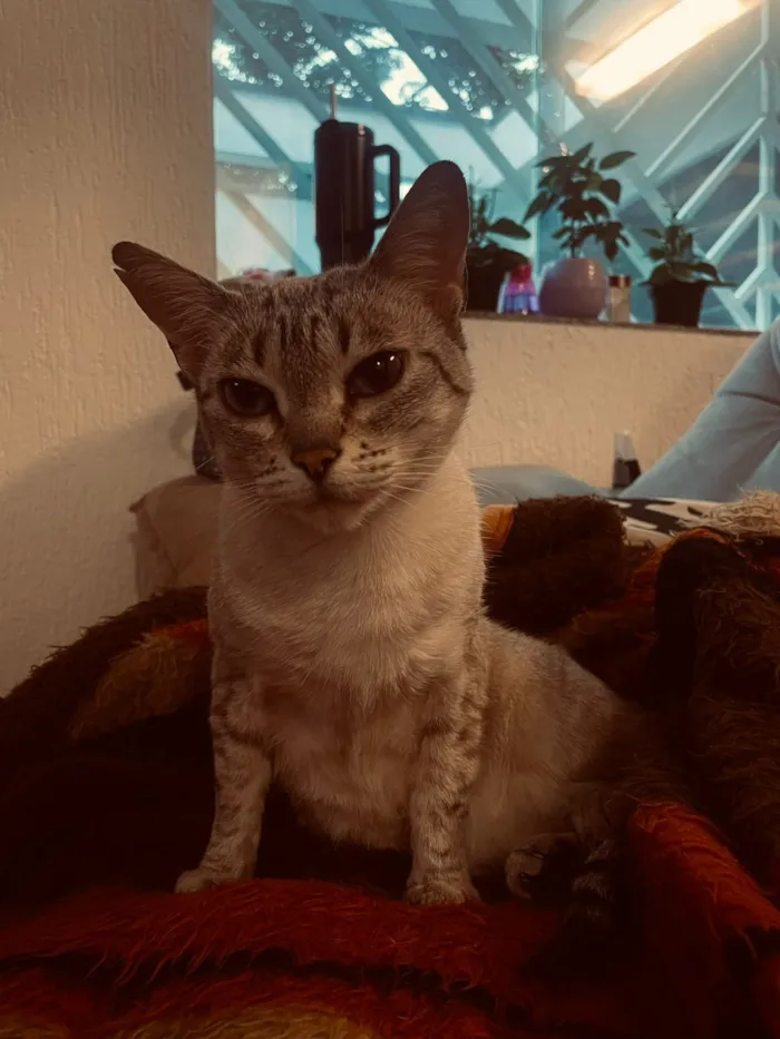 Gato raça Siamês idade 6 ou mais anos nome Mia