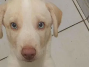 Cachorro raça SRD-ViraLata idade 2 a 6 meses nome Kaiser