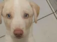 Cachorro raça SRD-ViraLata idade 2 a 6 meses nome Kaiser