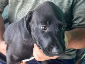 Cachorro raça SRD-ViraLata idade 2 a 6 meses nome  Bebê de 2 meses 