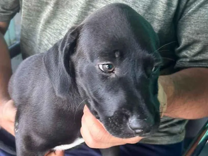 Cachorro raça SRD-ViraLata idade 2 a 6 meses nome  Bebê de 2 meses 