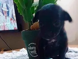 Cachorro raça SRD-ViraLata idade Abaixo de 2 meses nome Doralice