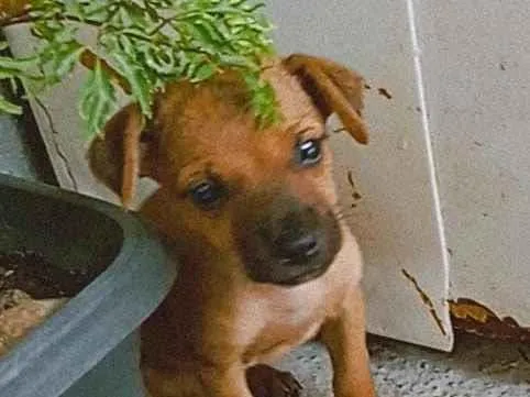 Cachorro raça SRD-ViraLata idade Abaixo de 2 meses nome Catarina