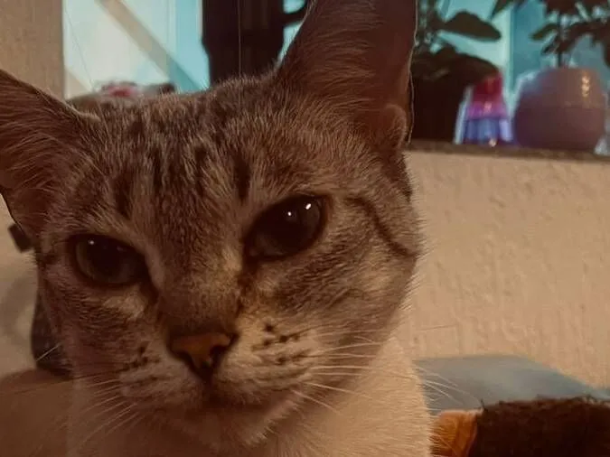 Gato raça Siamês idade 6 ou mais anos nome Mia