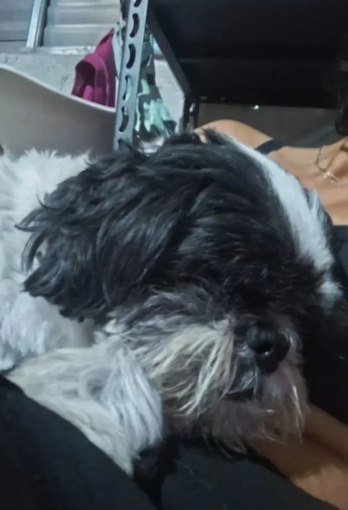 Cachorro raça Shitzu idade 6 ou mais anos nome Olaf