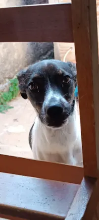 Cachorro raça SRD-ViraLata idade 2 a 6 meses nome Astolfo 