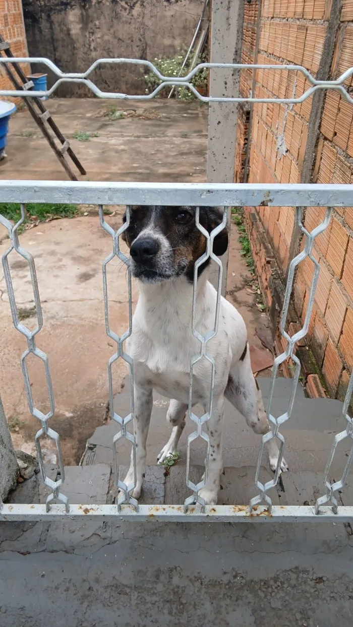 Cachorro raça SRD-ViraLata idade 2 a 6 meses nome Astolfo 