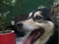 Cachorro raça SRD-ViraLata idade 2 anos nome Não tem Nome 