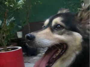 Cachorro raça SRD-ViraLata idade 2 anos nome Não tem Nome 