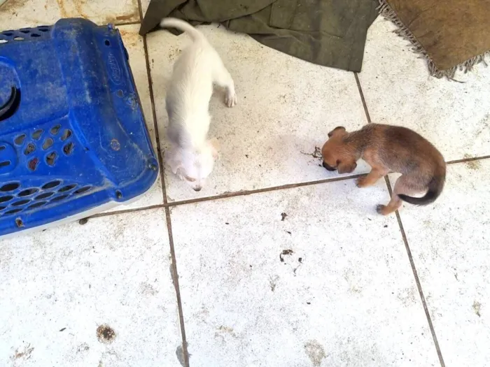 Cachorro raça SRD-ViraLata idade Abaixo de 2 meses nome Não tem nome ainda