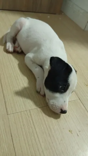 Cachorro raça SRD-ViraLata idade 2 a 6 meses nome Stark e Miranha