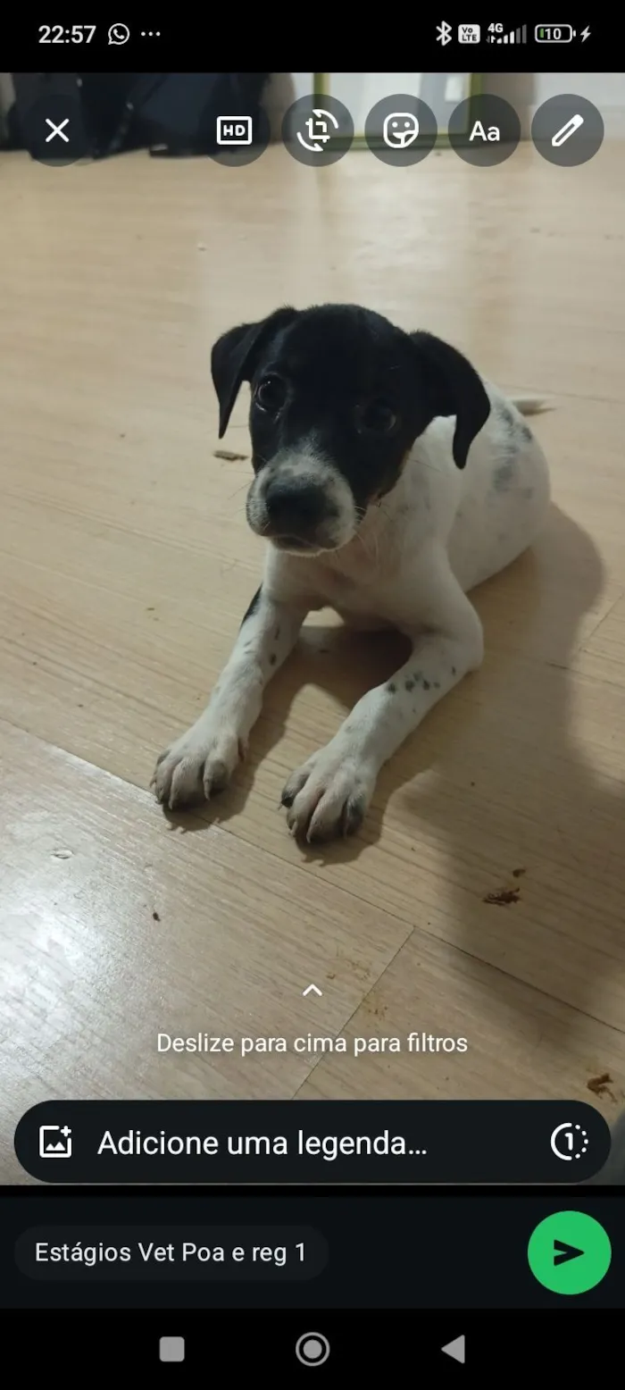 Cachorro raça SRD-ViraLata idade 2 a 6 meses nome Stark e Miranha