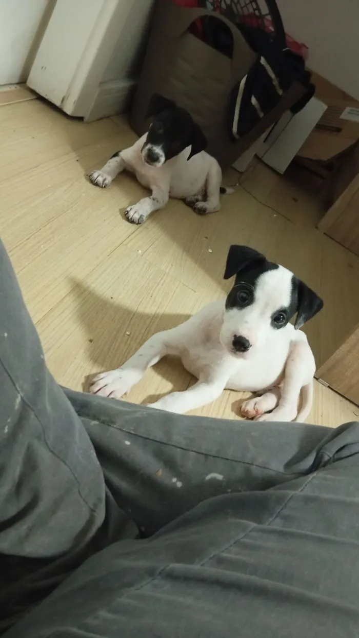 Cachorro raça SRD-ViraLata idade 2 a 6 meses nome Stark e Miranha