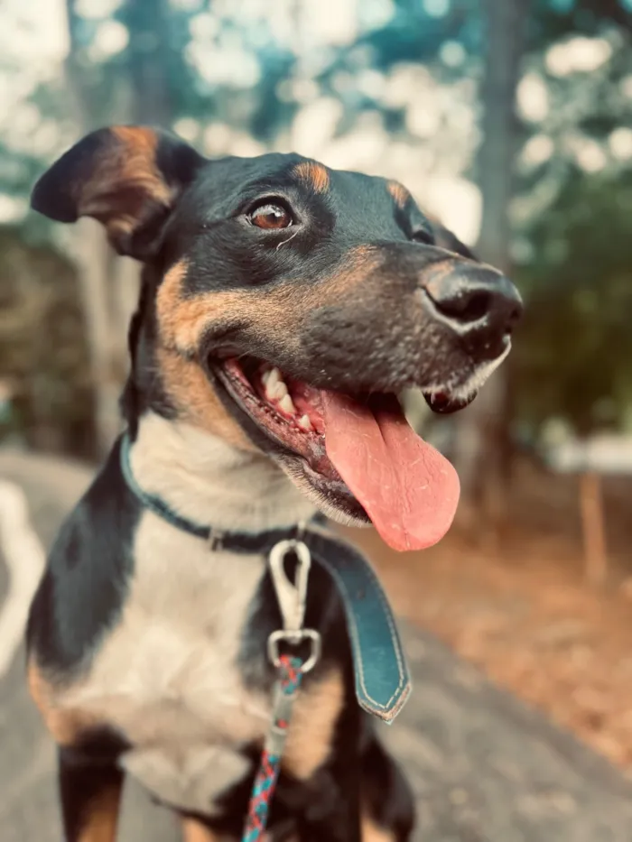 Cachorro raça SRD-ViraLata idade 1 ano nome Chanel