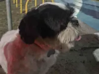 Cachorro raça Shitzu idade 6 ou mais anos nome Olaf