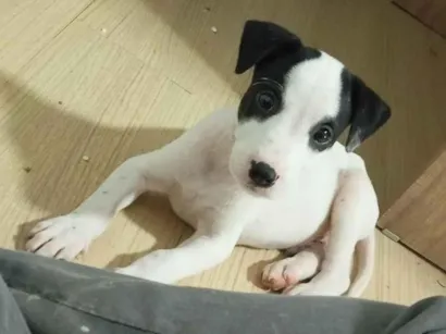 Cachorro raça SRD-ViraLata idade 2 a 6 meses nome Stark e Miranha