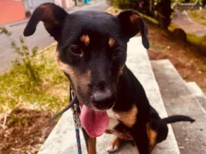 Cachorro raça SRD-ViraLata idade 1 ano nome Chanel