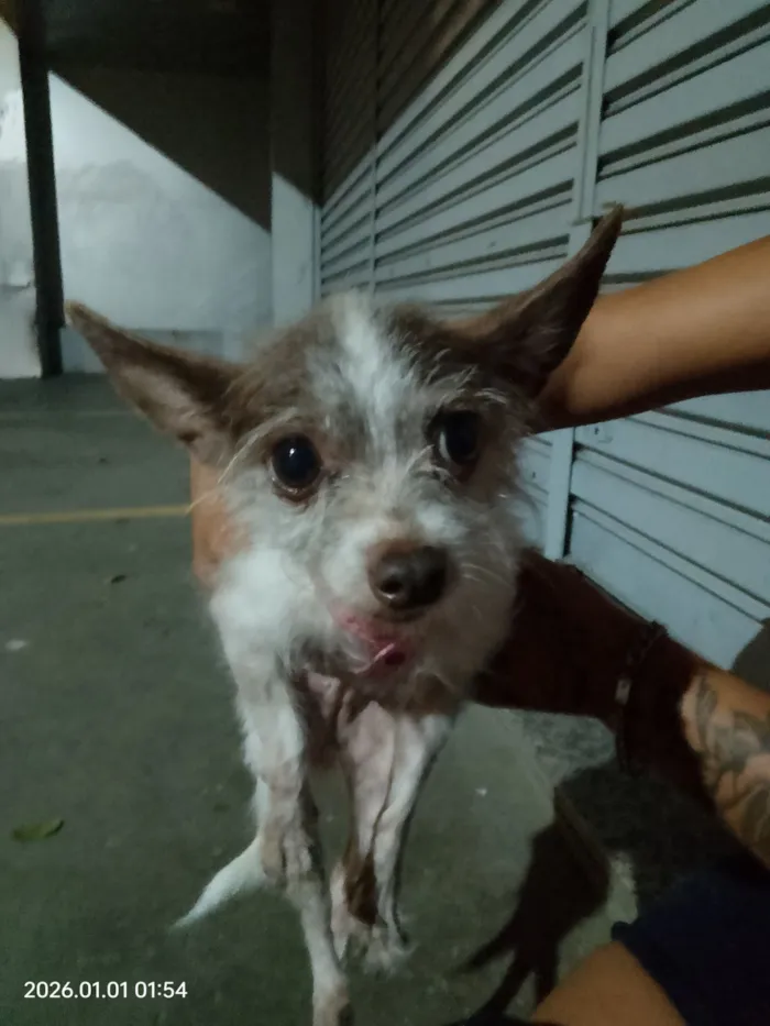 Cachorro raça SRD-ViraLata idade 1 ano nome NEUBER LUCIANO ROCHA DE FARIA