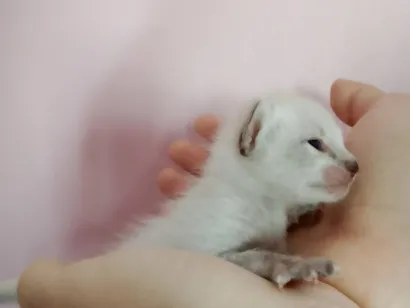 Gato raça SRD-ViraLata idade Abaixo de 2 meses nome Gatinho filhote