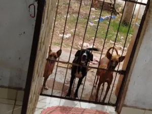Cachorro raça SRD-ViraLata idade 3 anos nome Amora