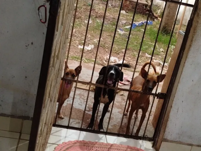 Cachorro raça SRD-ViraLata idade 3 anos nome Amora