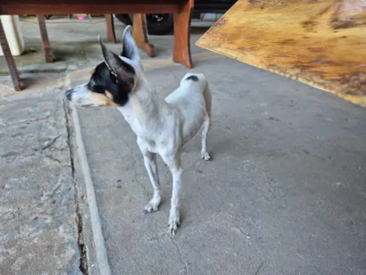 Cachorro raça Pinscher idade Abaixo de 2 meses nome Sem nome