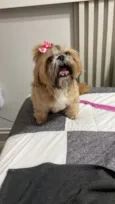 Cachorro raça Shitzu idade 6 ou mais anos nome Meg