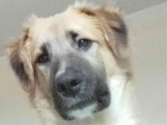 Cachorro raça SRD-ViraLata idade 2 a 6 meses nome Loui