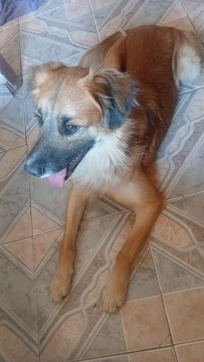 Cachorro raça SRD-ViraLata idade 2 anos nome Loui