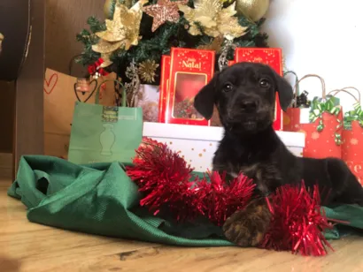 Cachorro raça SRD-ViraLata idade Abaixo de 2 meses nome 7 cachorros sem nomes 