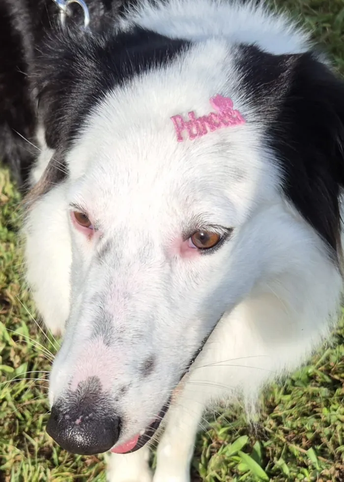 Cachorro raça SRD-ViraLata idade 2 anos nome Natasha