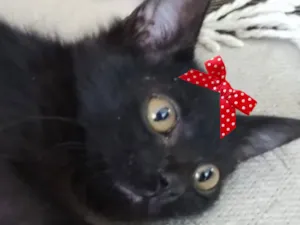 Gato raça SRD-ViraLata idade 2 a 6 meses nome Pietra 