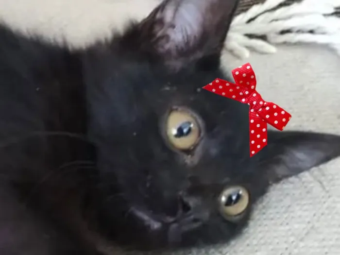 Gato raça SRD-ViraLata idade 2 a 6 meses nome Pietra 