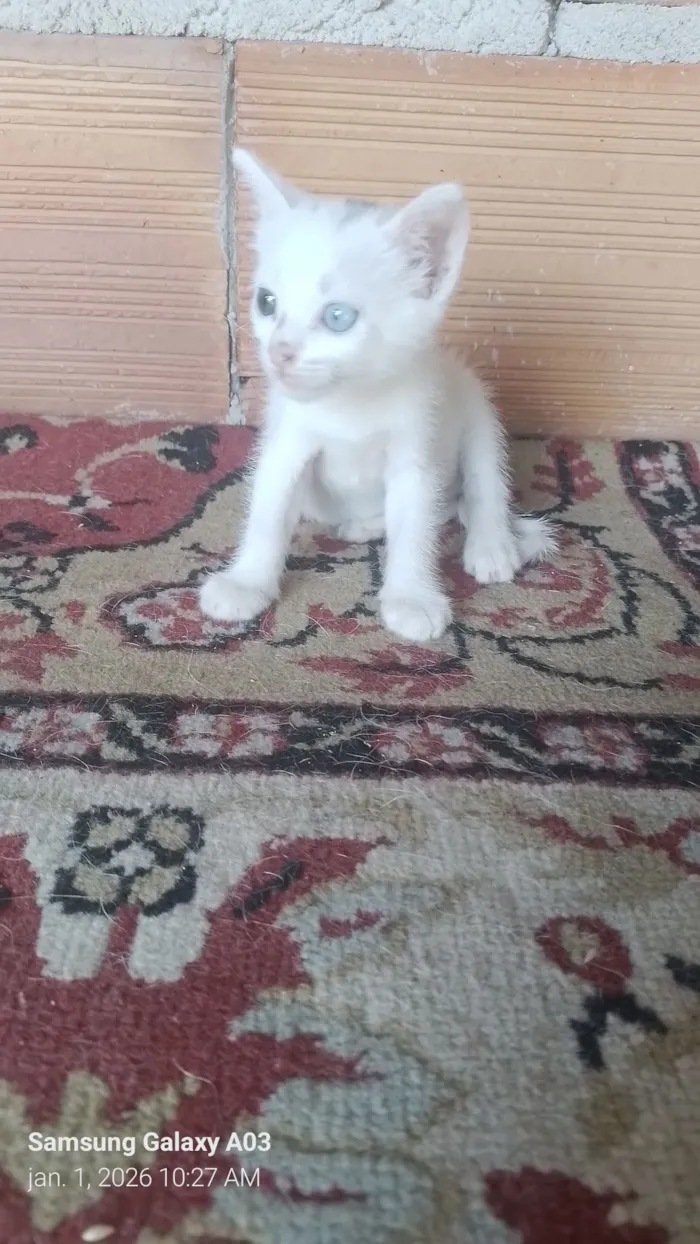 Gato raça SRD-ViraLata idade 2 a 6 meses nome Sem nome