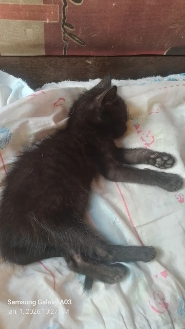 Gato raça SRD-ViraLata idade 2 a 6 meses nome Sem nome