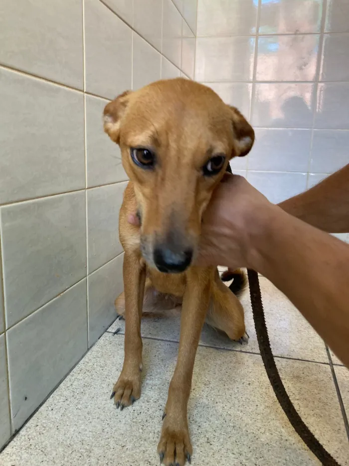 Cachorro raça SRD-ViraLata idade 1 ano nome Neguinha 