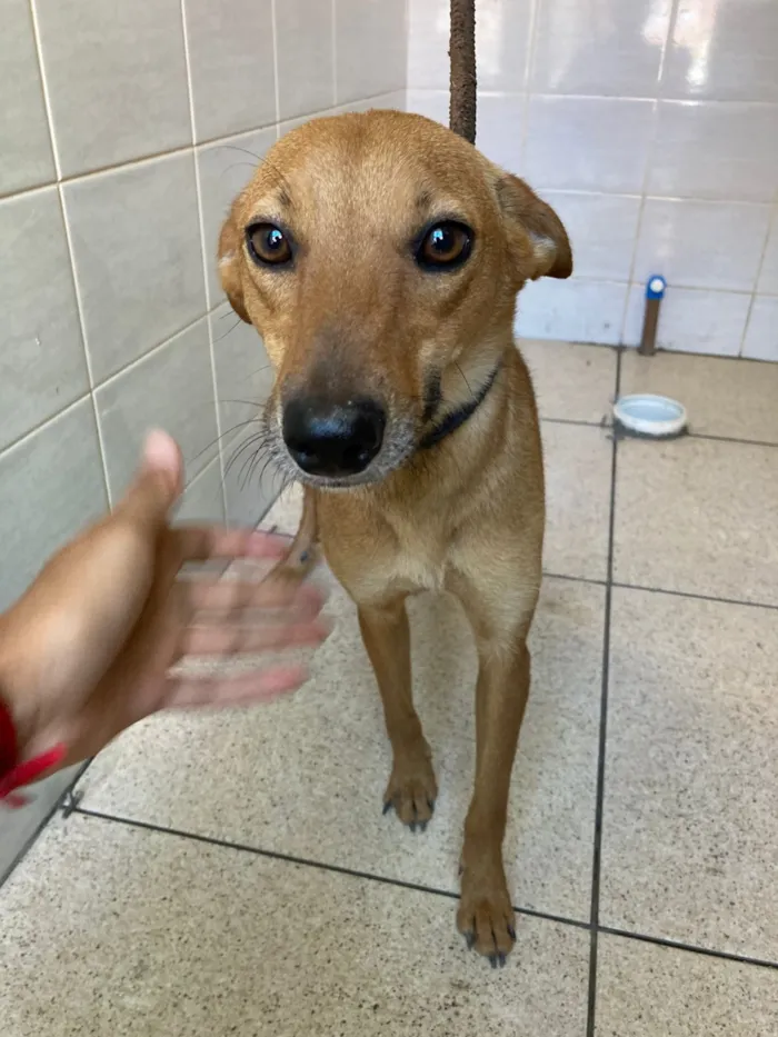 Cachorro raça SRD-ViraLata idade 1 ano nome Neguinha 