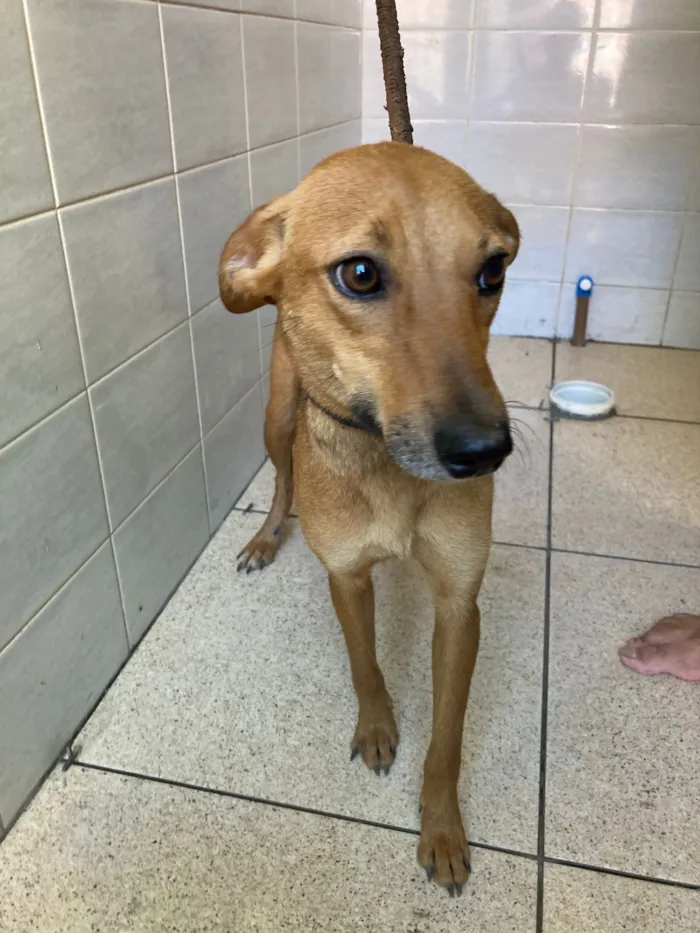 Cachorro raça SRD-ViraLata idade 1 ano nome Neguinha 