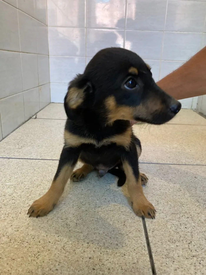 Cachorro raça SRD-ViraLata idade Abaixo de 2 meses nome Filhotes 