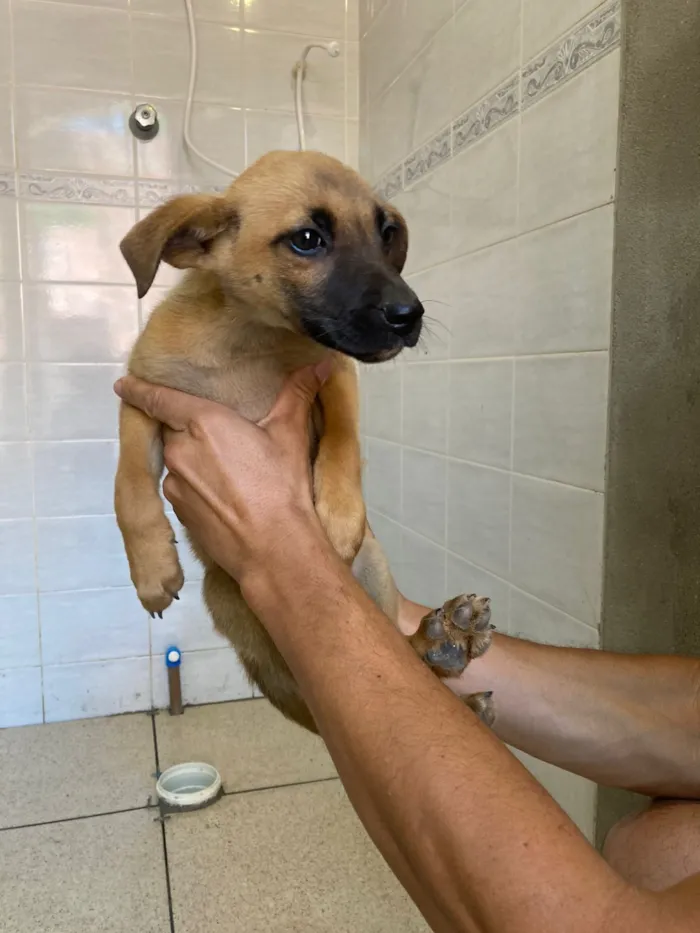 Cachorro raça SRD-ViraLata idade Abaixo de 2 meses nome Filhotes 