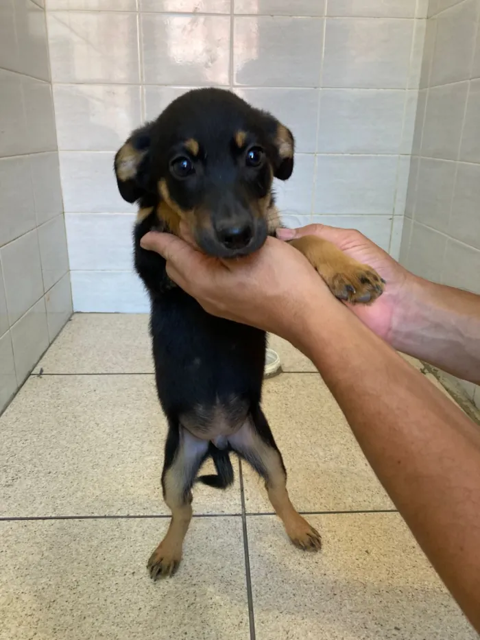 Cachorro raça SRD-ViraLata idade Abaixo de 2 meses nome Filhotes 