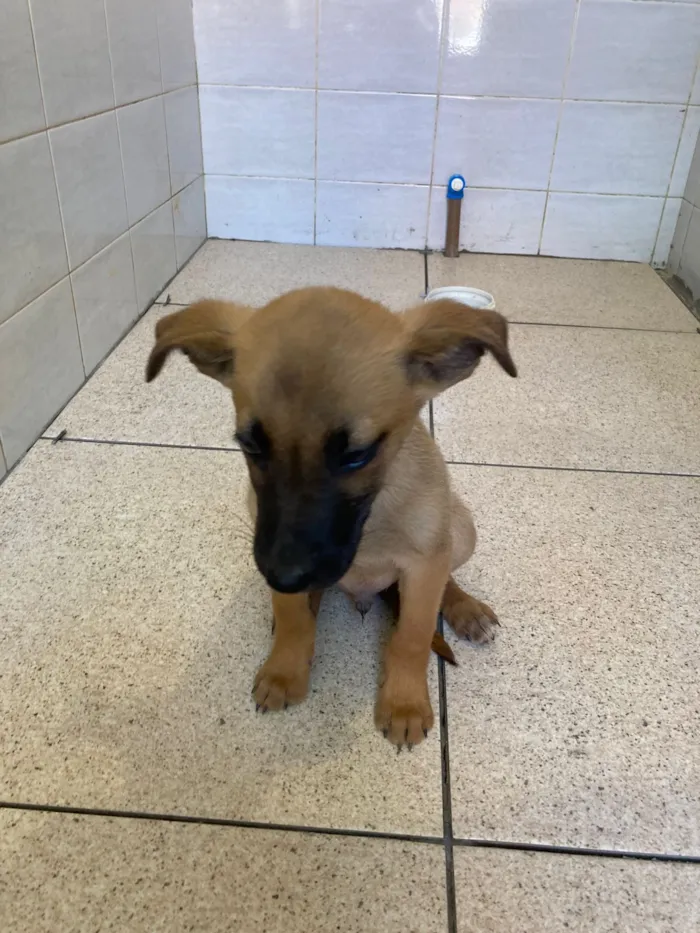 Cachorro raça SRD-ViraLata idade Abaixo de 2 meses nome Filhotes 