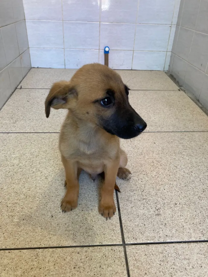 Cachorro raça SRD-ViraLata idade Abaixo de 2 meses nome Filhotes 